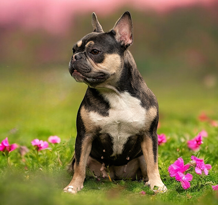 Zuchthündin Mayla von den Bulldoggen aus Leipzig