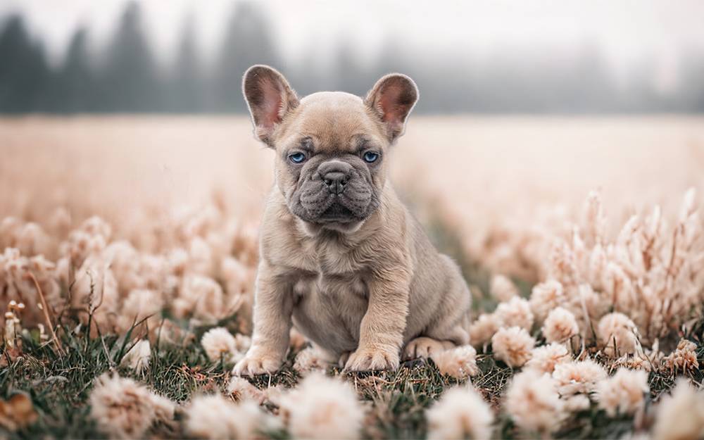 Französische Bulldoggen Welpen aus Leipzig - Bullys von Marienbrunn