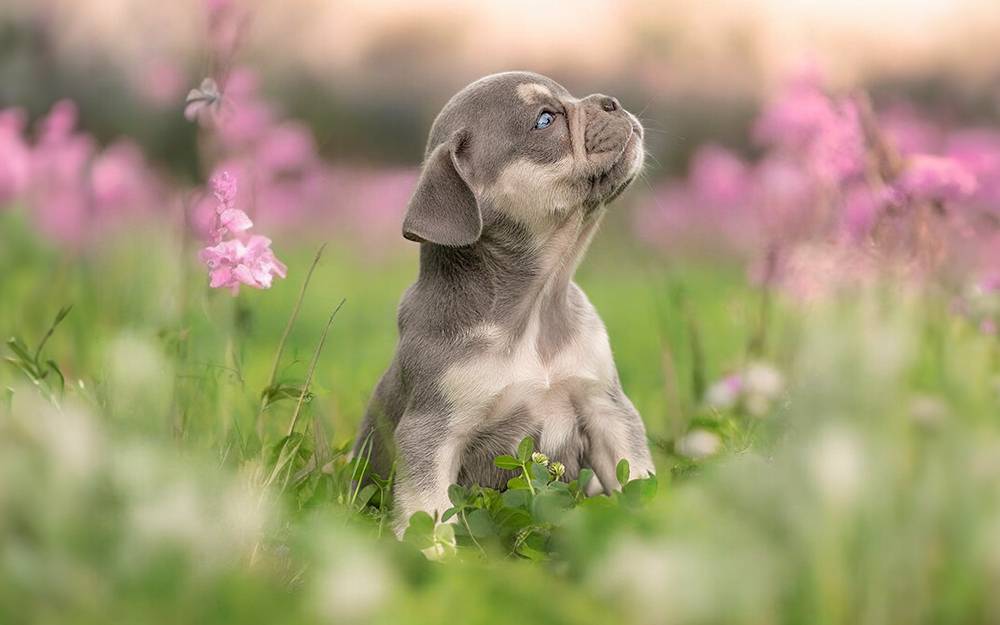 Junge Französische Bulldoggen aus Sachsen - Bullys von Marienbrunn