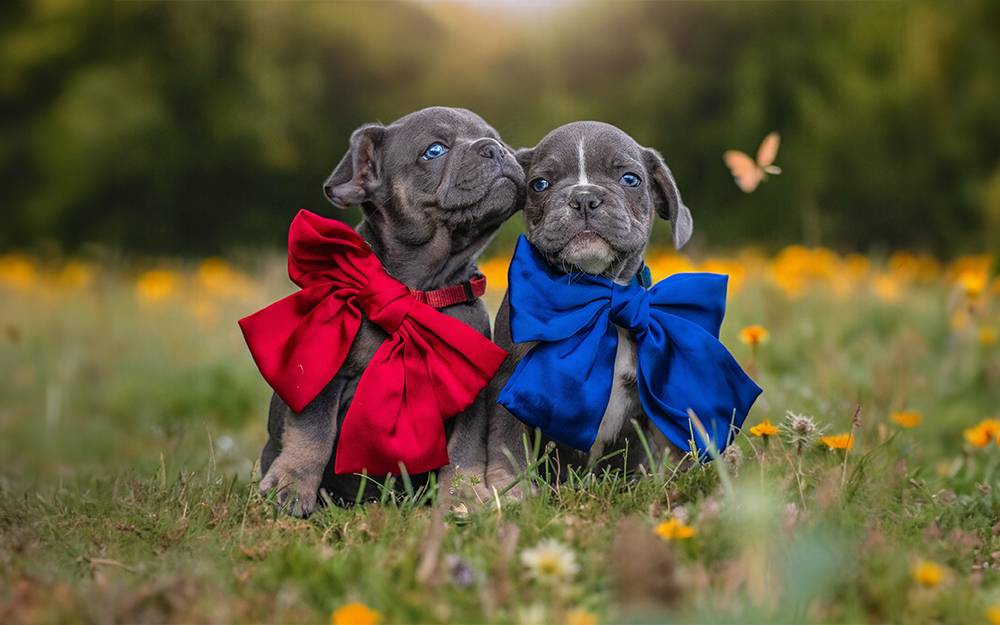 Frenchie Welpen kaufen in  Leipzig Sachsen - Bullys von Marienbrunn