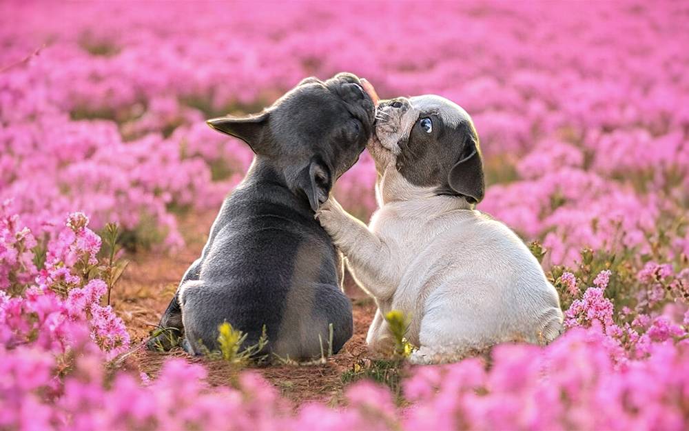 Französische Bulldoggen Welpen in unterschiedlichen Farben  aus Leipzig - Bullys von Marienbrunn