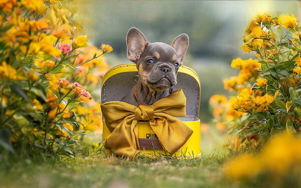 Frenchie Welpen kaufen in  Leipzig Sachsen - Bullys von Marienbrunn