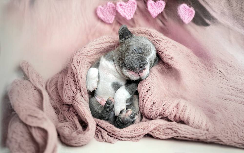 Französische Bulldoggen Welpen aus Leipzig - Bullys von Marienbrunn