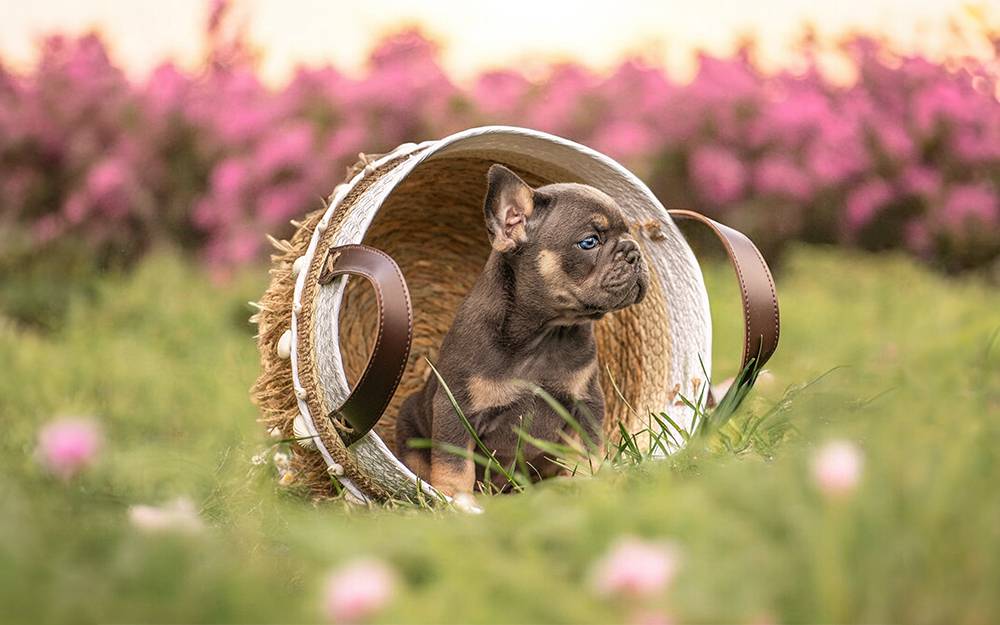 Frenchie Welpen kaufen in  Leipzig Sachsen - Bullys von Marienbrunn